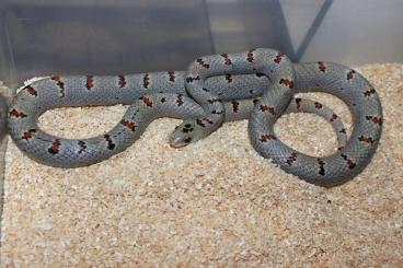 Colubrids kaufen und verkaufen Photo: Lampropeltis leonis adult