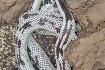 Colubrids kaufen und verkaufen Photo: Lampropeltis californiae High white