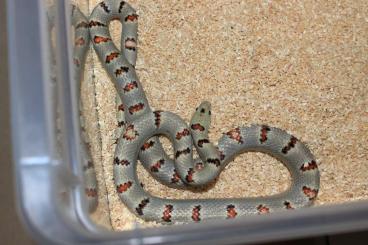 Nattern ungiftige  kaufen und verkaufen Foto: Lampropeltis leonis adult Hamm