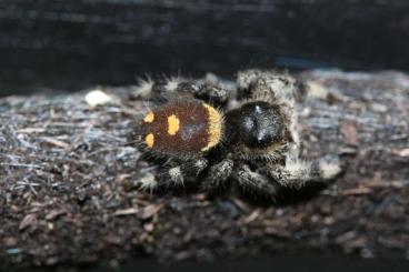 Spiders and Scorpions kaufen und verkaufen Photo: Phidippus regius  Springspinnen