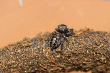 Spinnen und Skorpione kaufen und verkaufen Foto: Phidippus regius Jumping Spiders