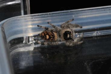 Spinnen und Skorpione kaufen und verkaufen Foto: Phidippus regius Jumping Spiders