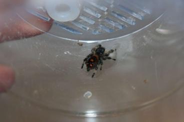 Spiders and Scorpions kaufen und verkaufen Photo: Phidippus regius Jumping Spiders Spiders and Scorpions kaufen und verkaufen Photo: Phidippus regius Jumping Spiders