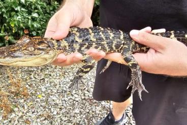 Echsen  kaufen und verkaufen Foto: Alligator mississippiensis Hamm