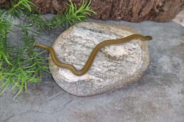 Snakes kaufen und verkaufen Photo: Red striatus, candoia Santa Isabella 