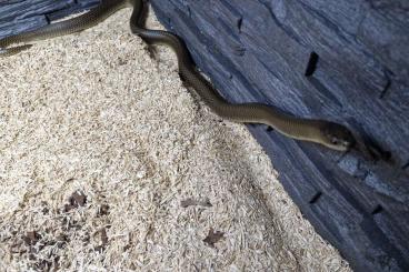 Schlangen kaufen und verkaufen Foto: Heterodon platirhinos und Clelia rustica