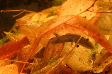 Molche kaufen und verkaufen Photo: Nachzuchten von Hypselotriton cyanurus Molche kaufen und verkaufen Photo: Nachzuchten von Hypselotriton cyanurus