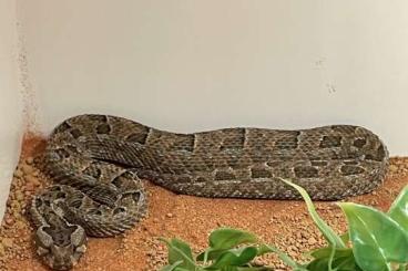 Venomous snakes kaufen und verkaufen Photo: Different Bitis species for sale