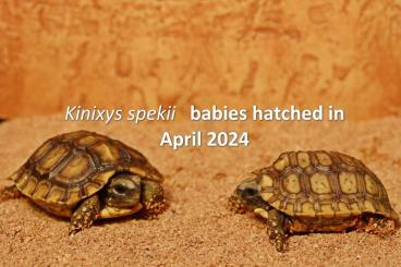 Tortoises kaufen und verkaufen Photo: Kinixys spekii - babies 2024