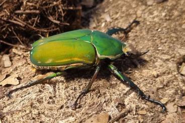 Insekten kaufen und verkaufen Foto: Suche 1.0 MTI Immacullicolis Imago