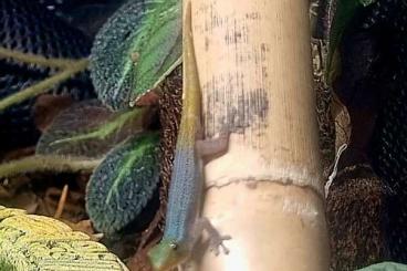 Geckos kaufen und verkaufen Photo: 1.1 Lygodactylus Conraui 