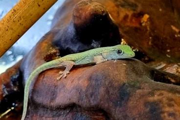 Geckos kaufen und verkaufen Foto: Lygodactylus Conraui Ghana