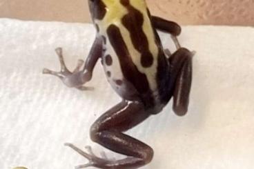 Poison dart frogs kaufen und verkaufen Photo: D. Tinctorius Patricia und O. Pumilio Bastimentos Poison dart frogs kaufen und verkaufen Photo: D. Tinctorius Patricia und O. Pumilio Bastimentos
