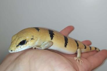 Skinke kaufen und verkaufen Foto: Scincopus fasciatus Tunesischer Nachtskink