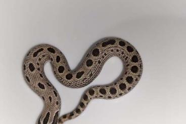 Snakes kaufen und verkaufen Photo: Heterodon nasicus (HN) u.a. Snakes kaufen und verkaufen Photo: Heterodon nasicus (HN) u.a.