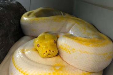 Pythons kaufen und verkaufen Photo: Python Réticulatus Dwarf Albinos G-Stripe 
