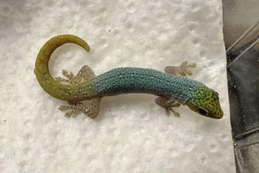 Geckos kaufen und verkaufen Foto: 1.2 Lygodactylus conraui (2024)