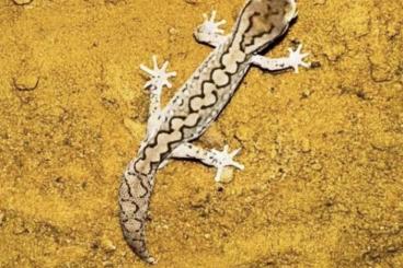 Geckos kaufen und verkaufen Foto: 1.0 Diplodactylus furcosus cb 2023