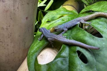 Geckos kaufen und verkaufen Photo: Lygodactylus conraui from cameroon 