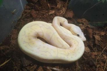 Ball Pythons kaufen und verkaufen Photo: Königspython 0.1 Banana Pastel Pinstripe