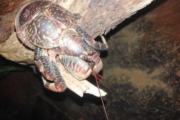 Krebstiere terrestrisch  kaufen und verkaufen Foto: Birgus Latro Palmendieb zu verkaufen