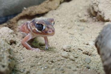 Geckos kaufen und verkaufen Photo: Pristurus, Nephrurus, Phelsuma