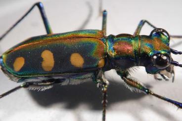 Insects kaufen und verkaufen Photo: "Goldgepunkteter Tigerkäfer" Cicindela aurulenta