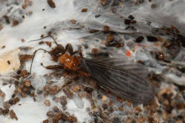 Insekten kaufen und verkaufen Foto: Insekten, Heuschrecken für Hamm