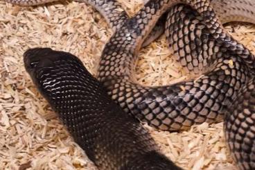 Venomous snakes kaufen und verkaufen Photo: Cerastes Naja Aspidelaps 