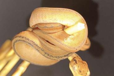 Boas kaufen und verkaufen Foto: 0.0.3 Corallus hortulanus Tiger CB24