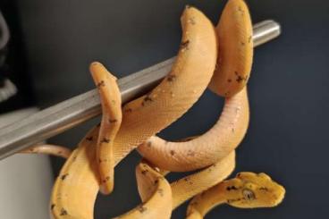 Boas kaufen und verkaufen Photo: 0.1 Corallus hortulanus CB23 