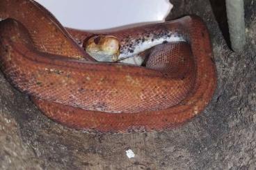 Snakes kaufen und verkaufen Photo: 1.1 Corallus hortulanus adult