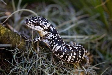 Lizards kaufen und verkaufen Photo: Abronia                   