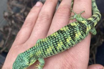 Echsen  kaufen und verkaufen Foto: Abronia taeniata "green form"            