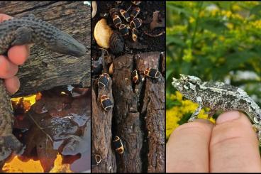 Lizards kaufen und verkaufen Photo: Abzugeben: Paar Taubwarane, Dreihornchamäleon-NZ, Rosenkäferzucht