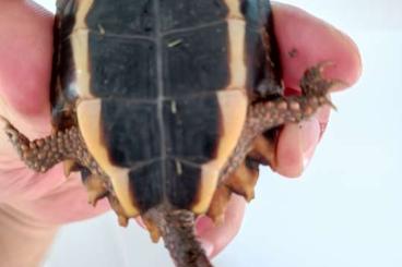 Schildkröten  kaufen und verkaufen Foto: Clemmys, Geoemyda spengleri