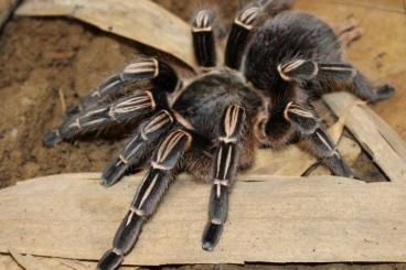 Spinnen und Skorpione kaufen und verkaufen Foto: Biete verschiedene slings 
