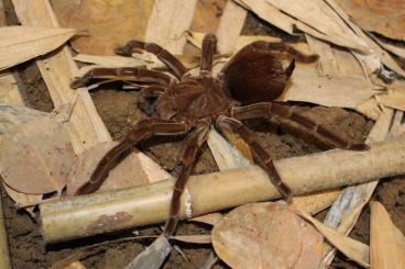 Spinnen und Skorpione kaufen und verkaufen Foto: Biete Megaphobema, Sericopelma usw 