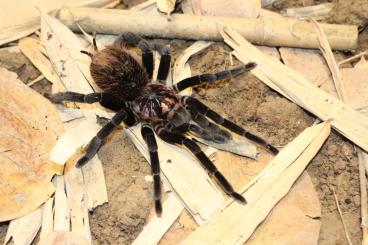 Spinnen und Skorpione kaufen und verkaufen Foto: Biete wegen Hobbyaufgabe 