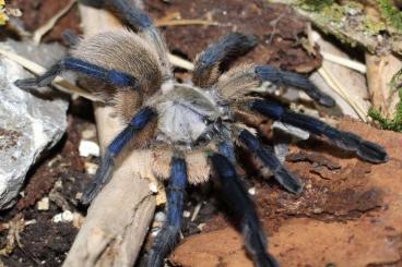 Spinnen und Skorpione kaufen und verkaufen Foto: 0.12 Monocentropus balfouri 