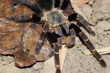 Spiders and Scorpions kaufen und verkaufen Photo: SUCHE!! 1.0 Ornithoctoninae sp. viridis mit Rh Spiders and Scorpions kaufen und verkaufen Photo: SUCHE!! 1.0 Ornithoctoninae sp. viridis mit Rh