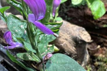 Poison dart frogs kaufen und verkaufen Photo: Wanted: Phyllobates bicolor swap rare terrarium plants