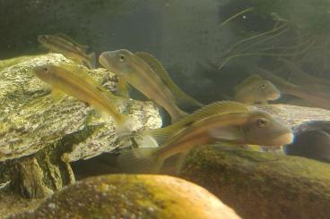 ornamental fish kaufen und verkaufen Photo: Steatocranus tinanti - Löwenkopfcichlide