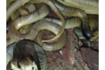 Venomous snakes kaufen und verkaufen Photo: Naja annulifera             