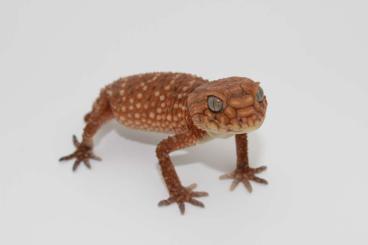 Geckos kaufen und verkaufen Foto: Biete 3.3.10 Nephrurus amyae von 2022, 2023 und 2024 