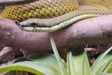 Snakes kaufen und verkaufen Photo: 1,0 Langnasen-Strauchnatter adult