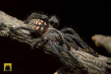 Spiders and Scorpions kaufen und verkaufen Photo: Monstrum - females  ask about more amount