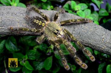 Spiders and Scorpions kaufen und verkaufen Photo: Monstrum - males  ask about more amount