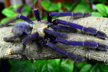 Spiders and Scorpions kaufen und verkaufen Photo: Monstrum- spiders- wholesale possible