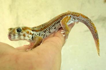 Geckos kaufen und verkaufen Photo: Teratoscincus keyserlingii largest Arabian form